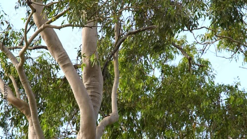 Close-up of Tree top, Gum tree, Australian Bushland