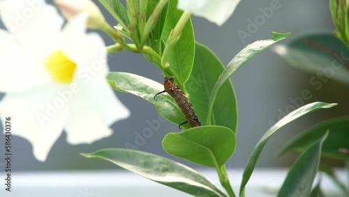 Close-up of a caterpillar eating a leaf with flowers 4K