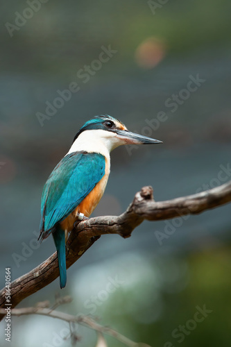 Beautiful little blue-and-orange common kingfisher with a long, pointed bill © pink candy
