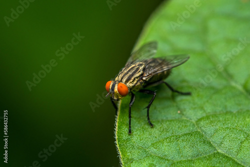The housefly (Musca domestica) is a fly of the suborder Cyclorrhapha © lessysebastian