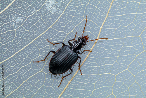 Black Clock Beetle - Pterostichus madidus photo