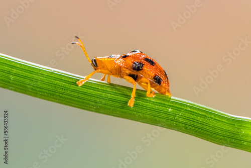 Charidotella sexpunctata, the golden tortoise beetle, is a species of beetle in the leaf beetle family, Chrysomelidae photo