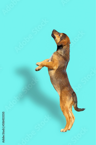 Cute of puppy jumping with shadow on blue background.