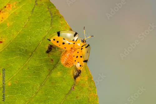 Charidotella sexpunctata, the golden tortoise beetle, is a species of beetle in the leaf beetle family, Chrysomelidae photo