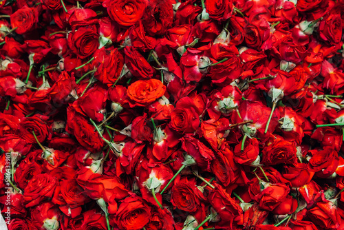 Lots of cut rose buds, a red background of rose flowers. Production of perfume, aromatic additives, rose water