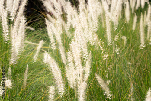 Fountain grass or pennisetum alopecuroides
