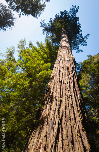 Towering Redwoods at Redwood National Park