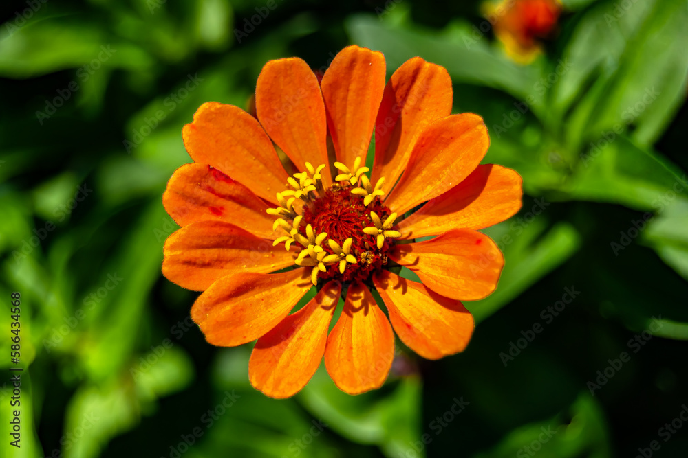Beautiful wild growing flower zinnia elegans on background meadow Beautiful wild growing flower zinnia elegans on background meadow