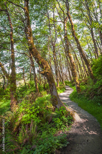 Hiking Trail at Redwood National Park