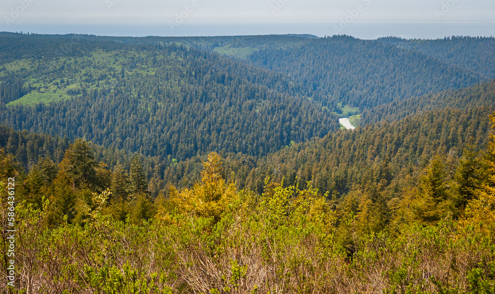 Forest Overlook at Redwood National Park