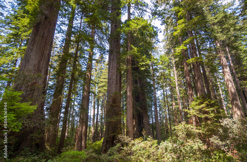 Towering Redwoods at Redwood National Park Towering Redwoods at Redwood National Park