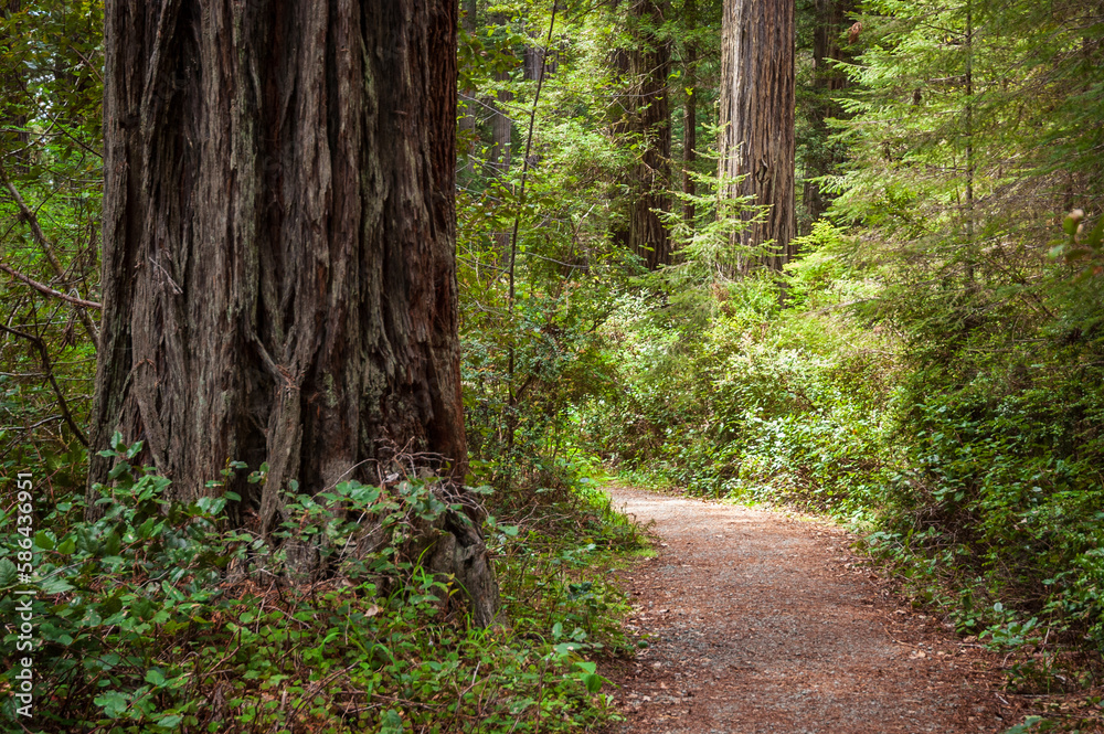 Fototapeta premium Hiking Trail at Redwood National Park
