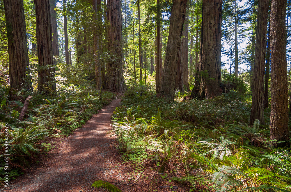 Fototapeta premium Towering Redwoods at Redwood National Park