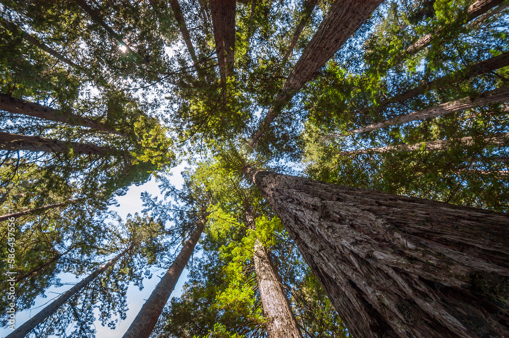Fototapeta premium Towering Redwoods at Redwood National Park