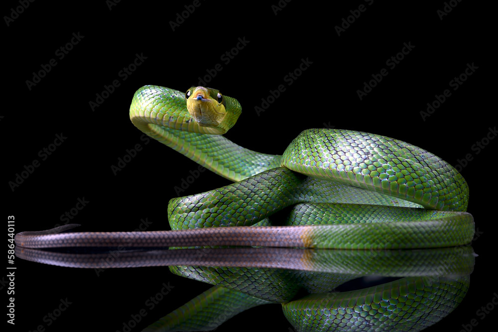Obraz premium The red-tailed racer on a black background