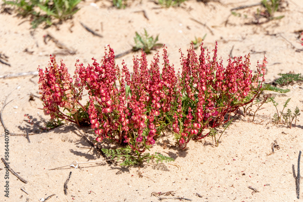 Pink flowers of a flowering plant Sheep Sorrel Rumex acetosella Pink flowers of a flowering plant Sheep Sorrel Rumex acetosella