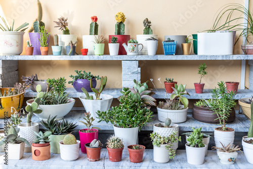 Collection of various cactus and succulents plant in different pots on a marble shelf against a wall
