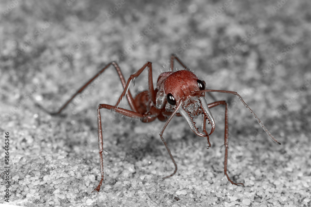 Australian Bullant showing large pincers Australian Bullant showing large pincers