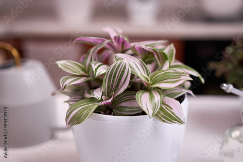 tradescantia pink clone potted plant indoors on a table