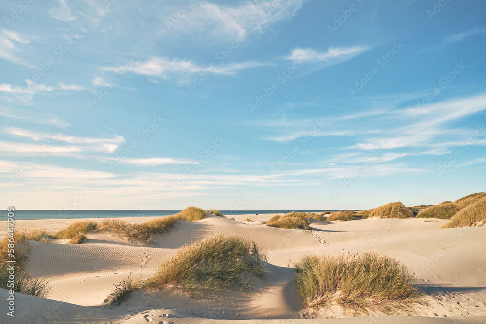 Dunes at the beach at danish coast. High quality photo - obrazy, fototapety, plakaty 