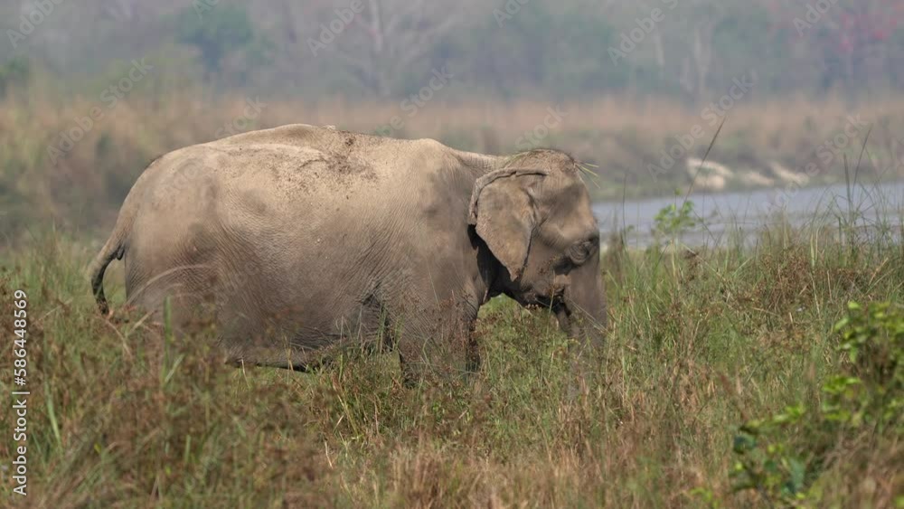 An old elephant taking a dust bath in the grasslands of the Chitwan National Park in Nepal. An old elephant taking a dust bath in the grasslands of the Chitwan National Park in Nepal.