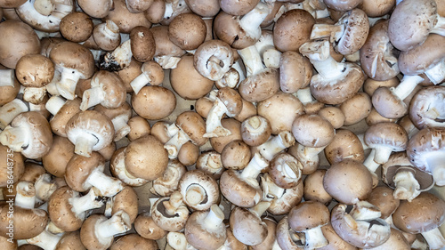 fresh mushroom brown champignon round in market for natural background
