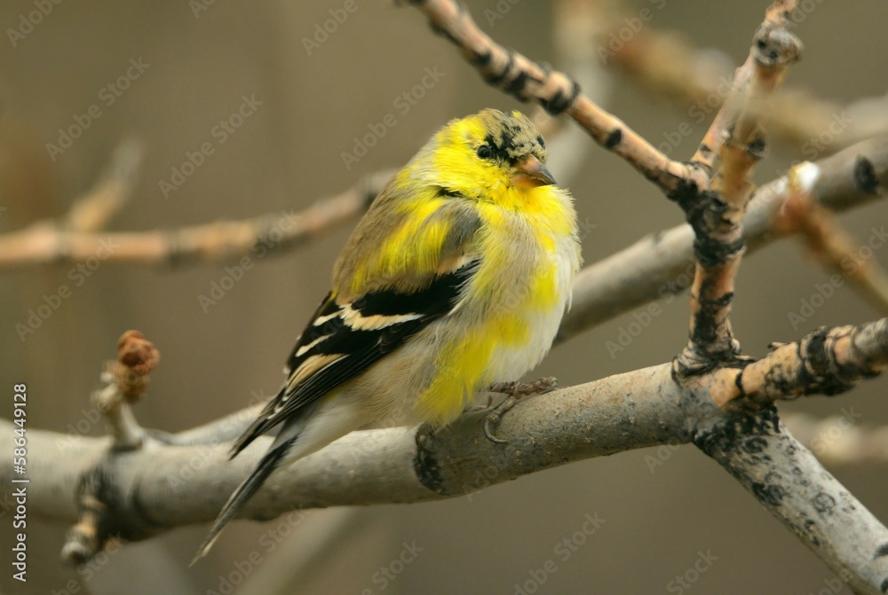 Naklejka premium yellow male american goldfinch transitioning to his summer plumage perched in an ash tree in early spring in broomfield, colorado