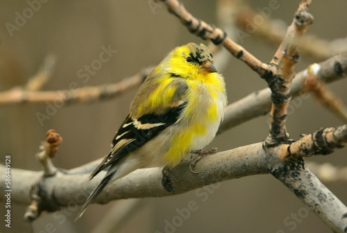 yellow male american goldfinch transitioning to his summer plumage perched in an ash tree in early spring in broomfield, colorado
