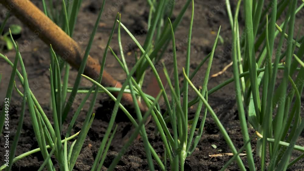Grass removing weeding removing green vegetable black. grass hands