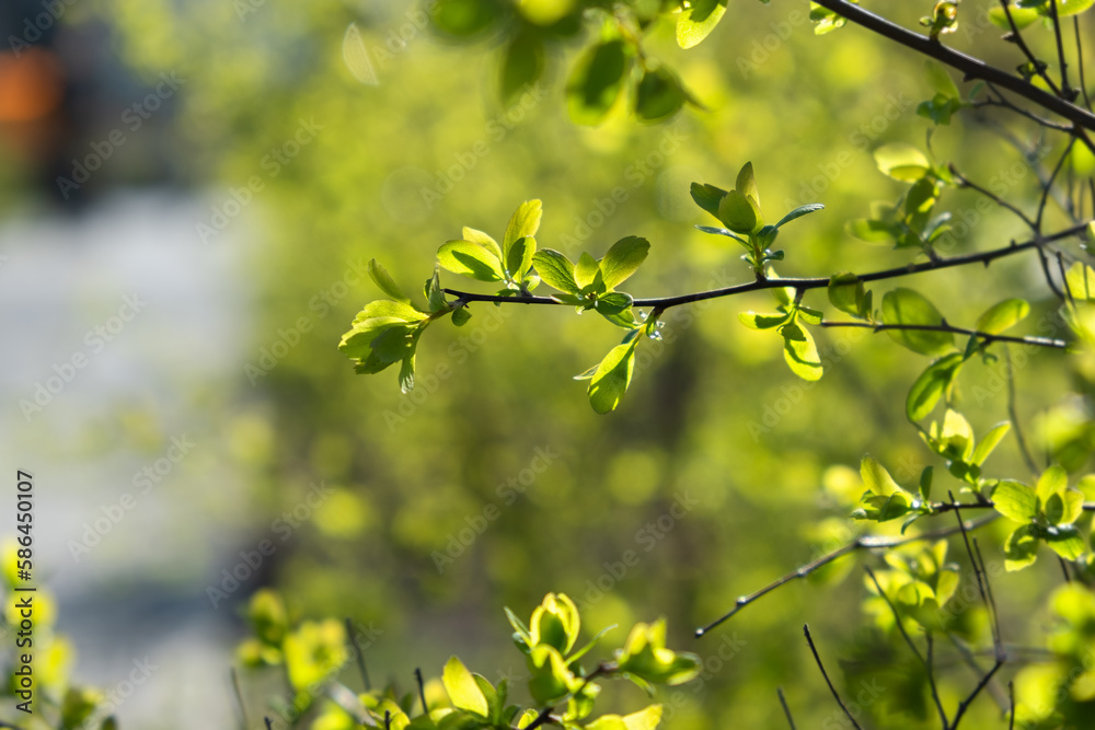 Young green leaves spring on a twig. Blurry sunny background with bokeh. Bright natural design. The concept of awakening, warmth and joy. Nature protection a postcard for Earth Day. Spring in the park