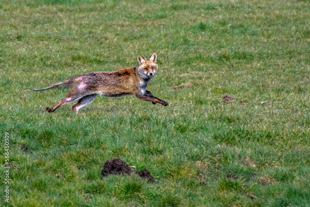 red fox vulpes with scabies disease