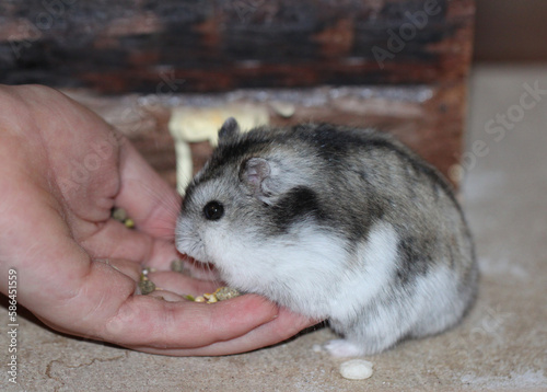 feed and tame pet, dsungarian dwarf hamster with seeds photo