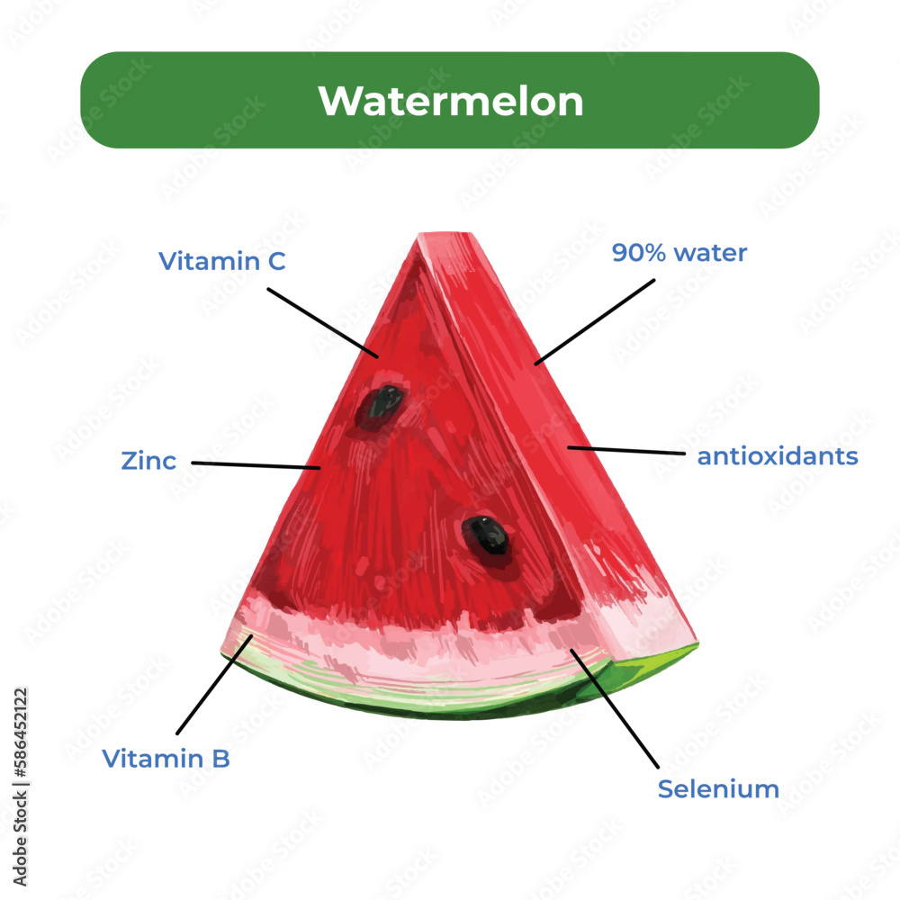 Watermelon benefits vector illustration isolated on square white