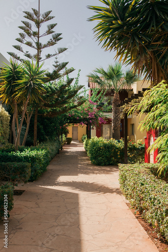 Tropical garden with palm trees and shrubs in a resort, Agia-Napa, Cyprus