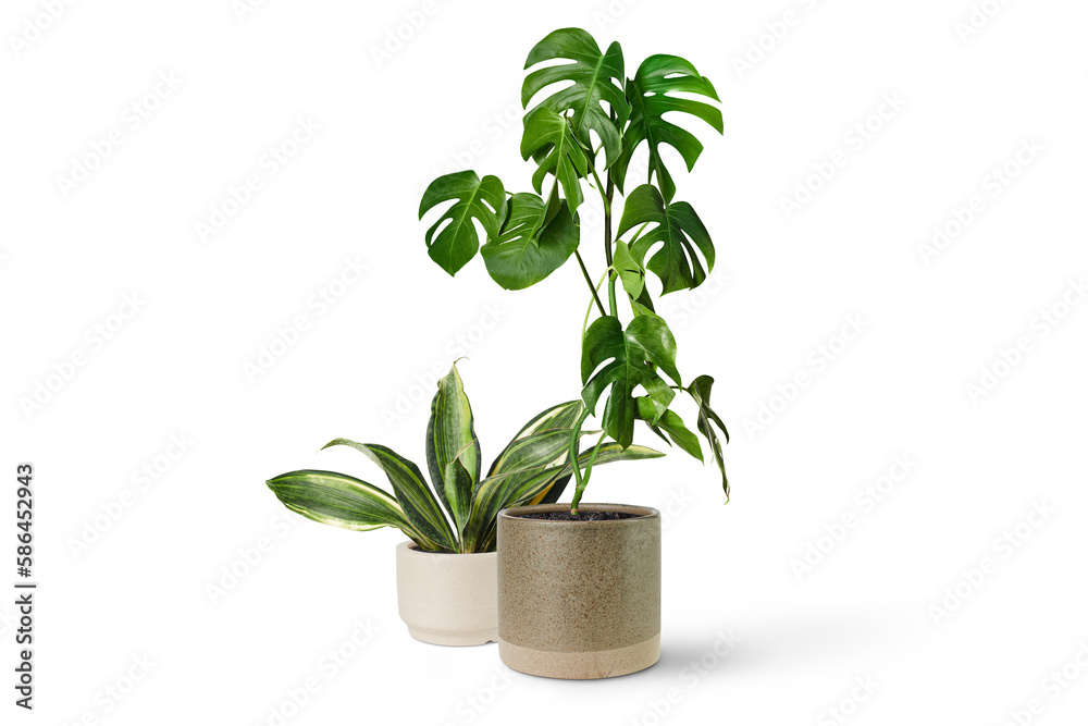 basil in a pot png image _ green leaf tree image _ tree in pot isolated in white back ground _ pot in tree png image  - obrazy, fototapety, plakaty 