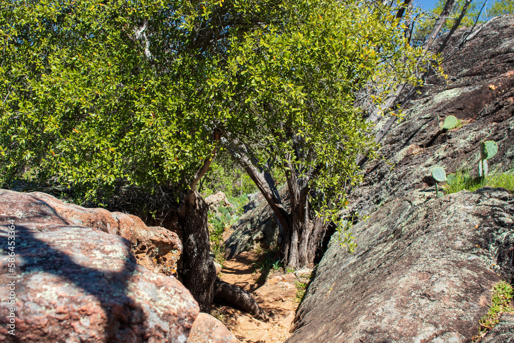 Narrow Trail between a Gneiss Rock canyon located at the Devil's Backbone Nature Trail Inks Lake State Park Texas Narrow Trail between a Gneiss Rock canyon located at the Devil's Backbone Nature Trail Inks Lake State Park Texas