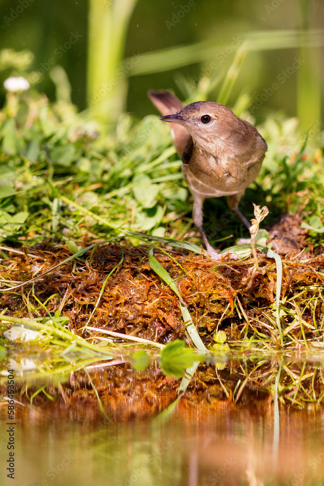 Garden Warbler (Sylvia borin) sitting at a pond in spring.