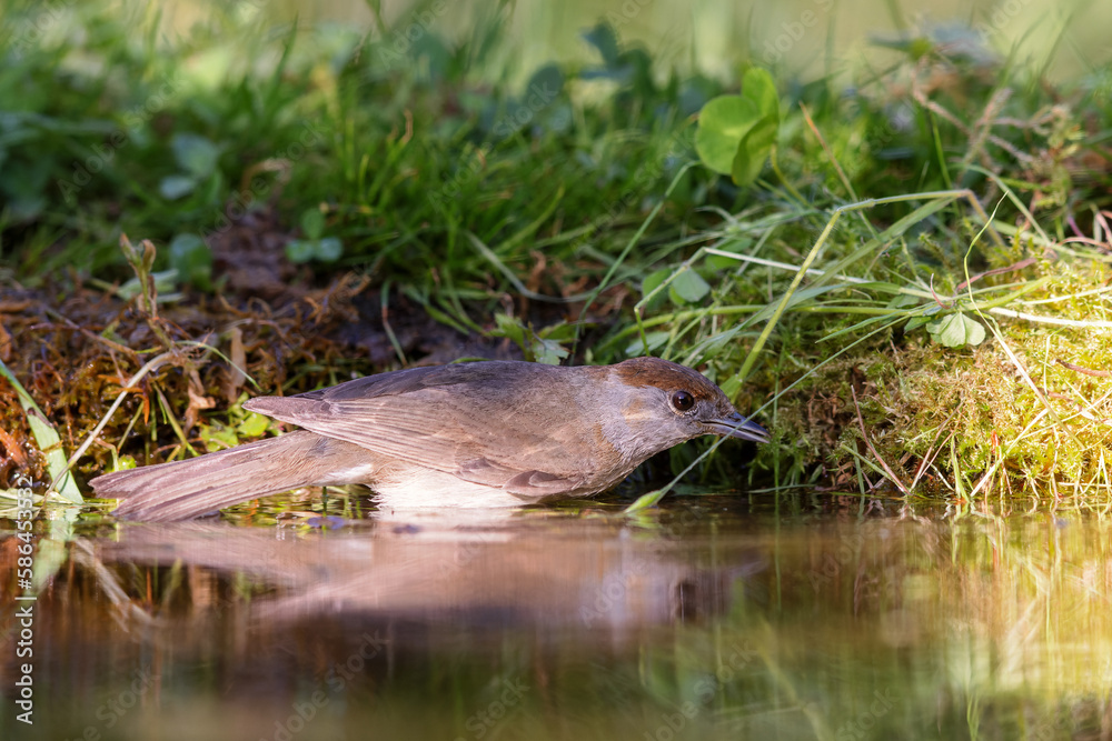 Eurasian blackcap (Sylvia atricapilla) sitting at a pond in spring. Eurasian blackcap (Sylvia atricapilla) sitting at a pond in spring.