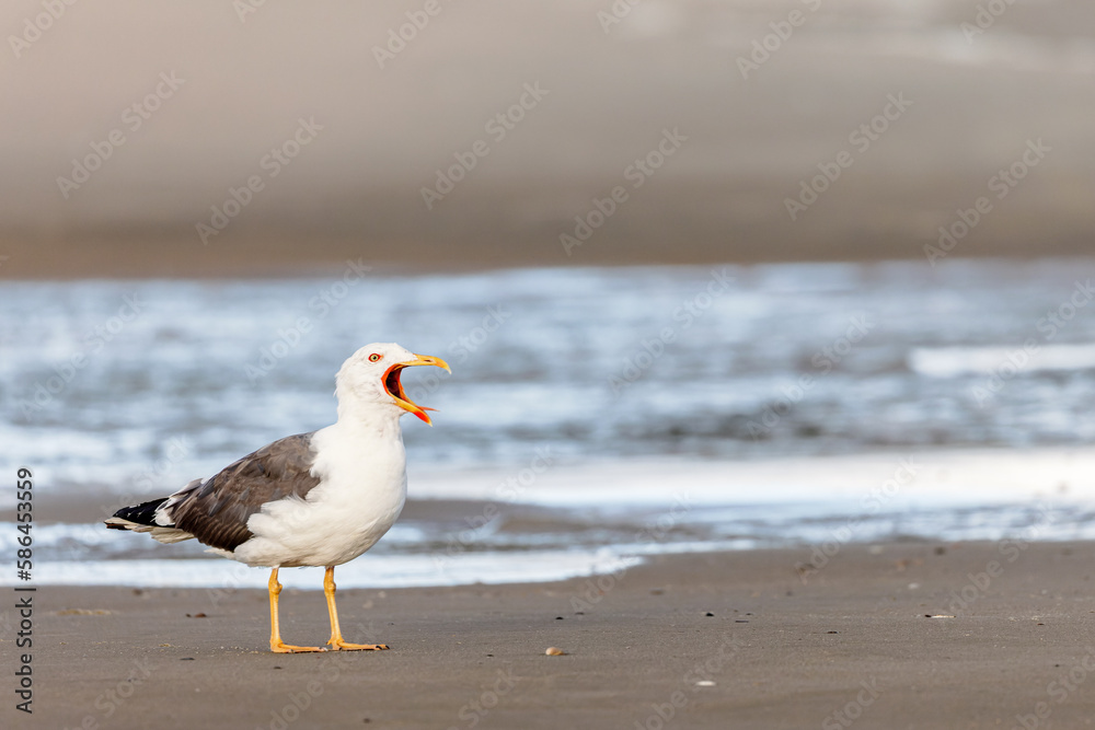 Lesser black-backed gull (Larus fuscus) on the beach on Juist, East Frisian Islands, Germany. Lesser black-backed gull (Larus fuscus) on the beach on Juist, East Frisian Islands, Germany.