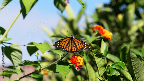 A female monarch butterfly is sunning herself.