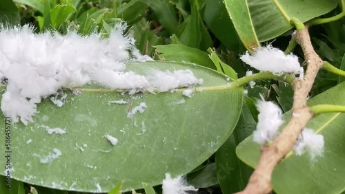 Closeup colony of fluffy white woolly aphids crawling on a green leaf, garden pest photo