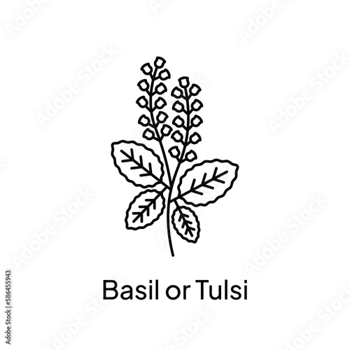 Basil Leaves Tulsi Plant Natural Ingredient Illustration Design