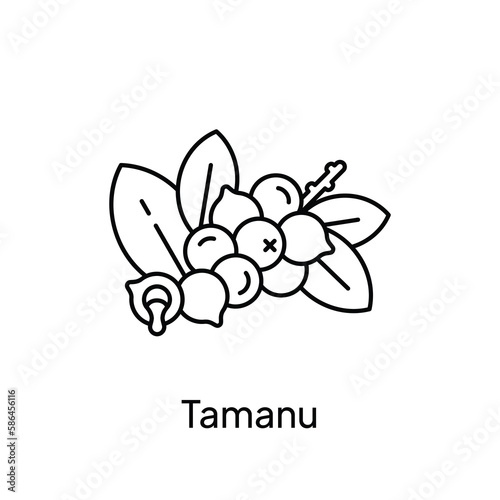 Tamanu Nature Plant Essential Oil Illustration Design
