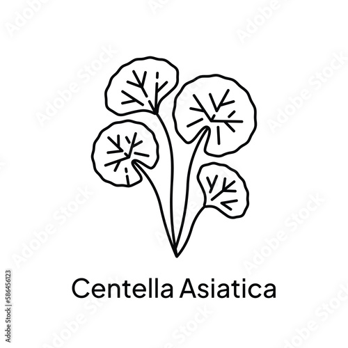 Centella Asiatica Nature Herb Plant Illustration Design