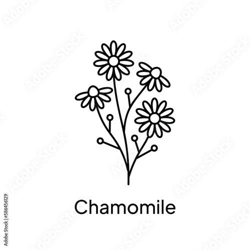 Chamomile Flower Illustration Design