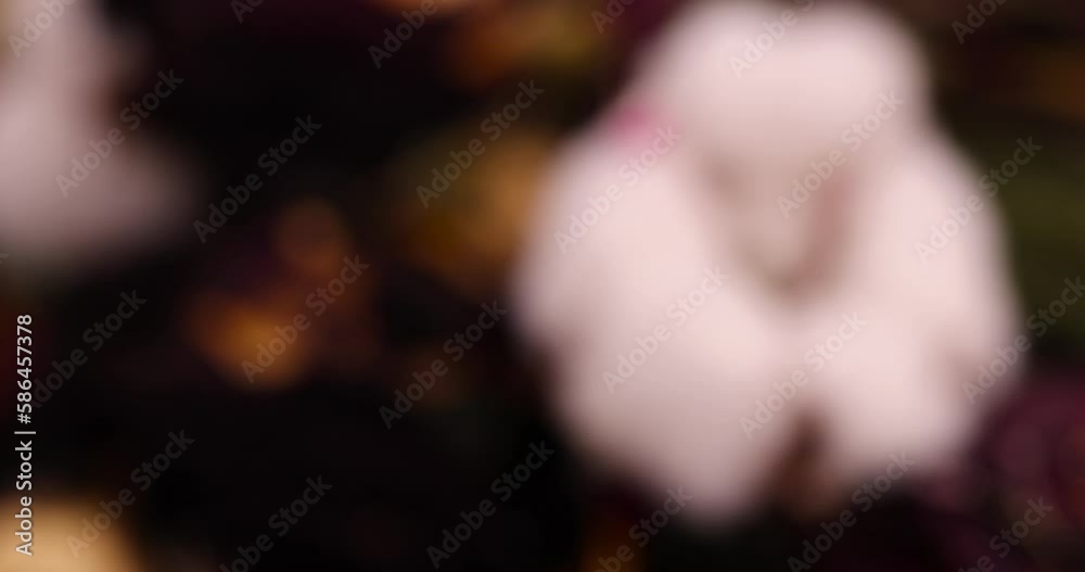 old dirty cotton flower with crumbs of dried roses and flowers, white authentic cotton close-up with other dry flowers old dirty cotton flower with crumbs of dried roses and flowers, white authentic cotton close-up with other dry flowers