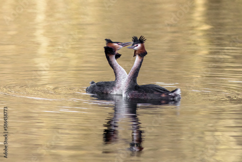 A pair of great crested grebes on the water performing a courting ritual. They are close to and there is space for copy around them
