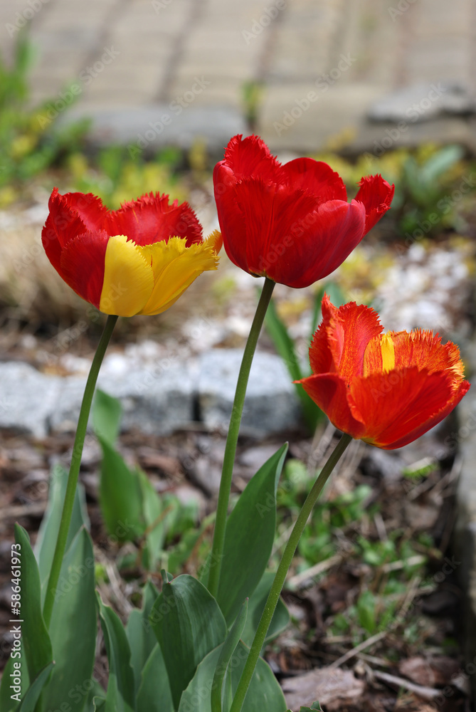 Yellow and red tulips flowers blooming in a garden Yellow and red tulips flowers blooming in a garden