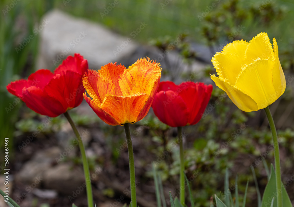 Yellow and red tulips flowers blooming in a garden Yellow and red tulips flowers blooming in a garden