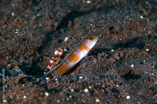 Goby and Shrimp